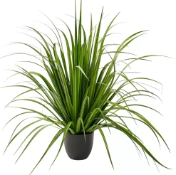 CASA Allium Hierba Ornamental Verde Online