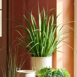 CASA Allium Hierba Ornamental Verde Online