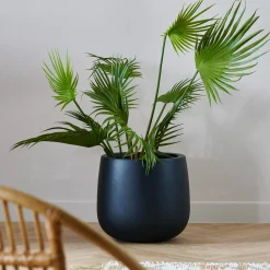 CASA Areca Palmera Verde Online