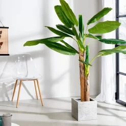 CASA Banana Platanera Verde Clearance