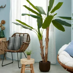 CASA Banana Platanera Verde Clearance
