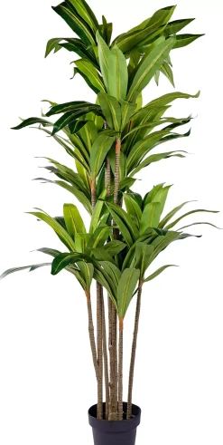 CASA Brazi Planta Verde Online