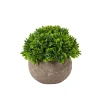 CASA Buxus Planta Varios Colores Best
