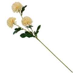 CASA Chrysanthemum Beis Best