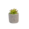 CASA Granit Planta Crasa En Maceta Verde Hot
