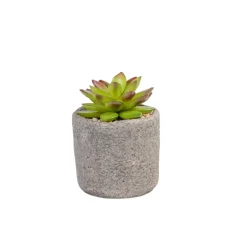 CASA Granit Planta Crasa En Maceta Verde Hot