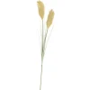 CASA Grass Cana Con Pluma Verde Online
