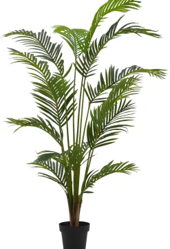 CASA Kwai Palma Verde Discount