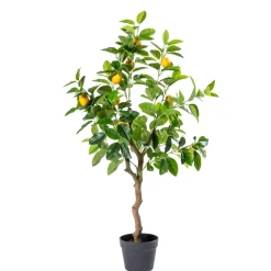 CASA Lemon Limonero Verde Hot