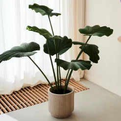 CASA Lotus Planta Verde Online