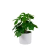 CASA Monstera Planta Varios Colores