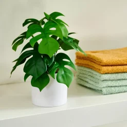 CASA Monstera Planta Varios Colores