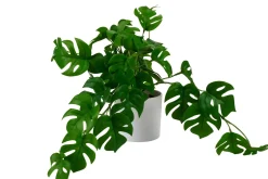 CASA Monstera Planta Varios Colores, Blanco, Verde Online