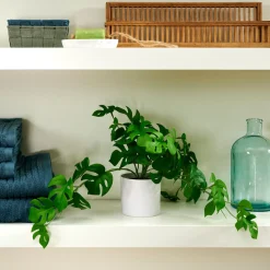 CASA Monstera Planta Varios Colores, Blanco, Verde Online
