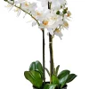 CASA Orchid Orquidea En Maceta Blanco Outlet
