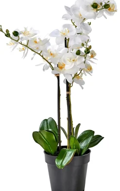 CASA Orchid Orquidea En Maceta Blanco Outlet