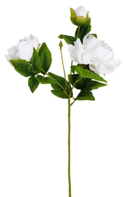 CASA Peony Rosa Peonia Blanco Best
