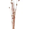 CASA Phalaris Hierba Ornamental Cobrizo Best