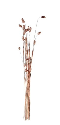 CASA Phalaris Hierba Ornamental Cobrizo Best