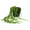 CASA Senecio Planta De Guisantes Verde Outlet