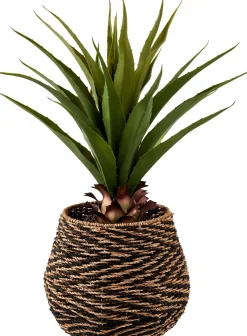 CASA Vera Planta Aloe Vera Verde Sale